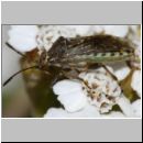 Stictopleurus sp - Glasfluegelwanze 02a 6-7mm OS-Wallenhorst-Sandgrube.jpg